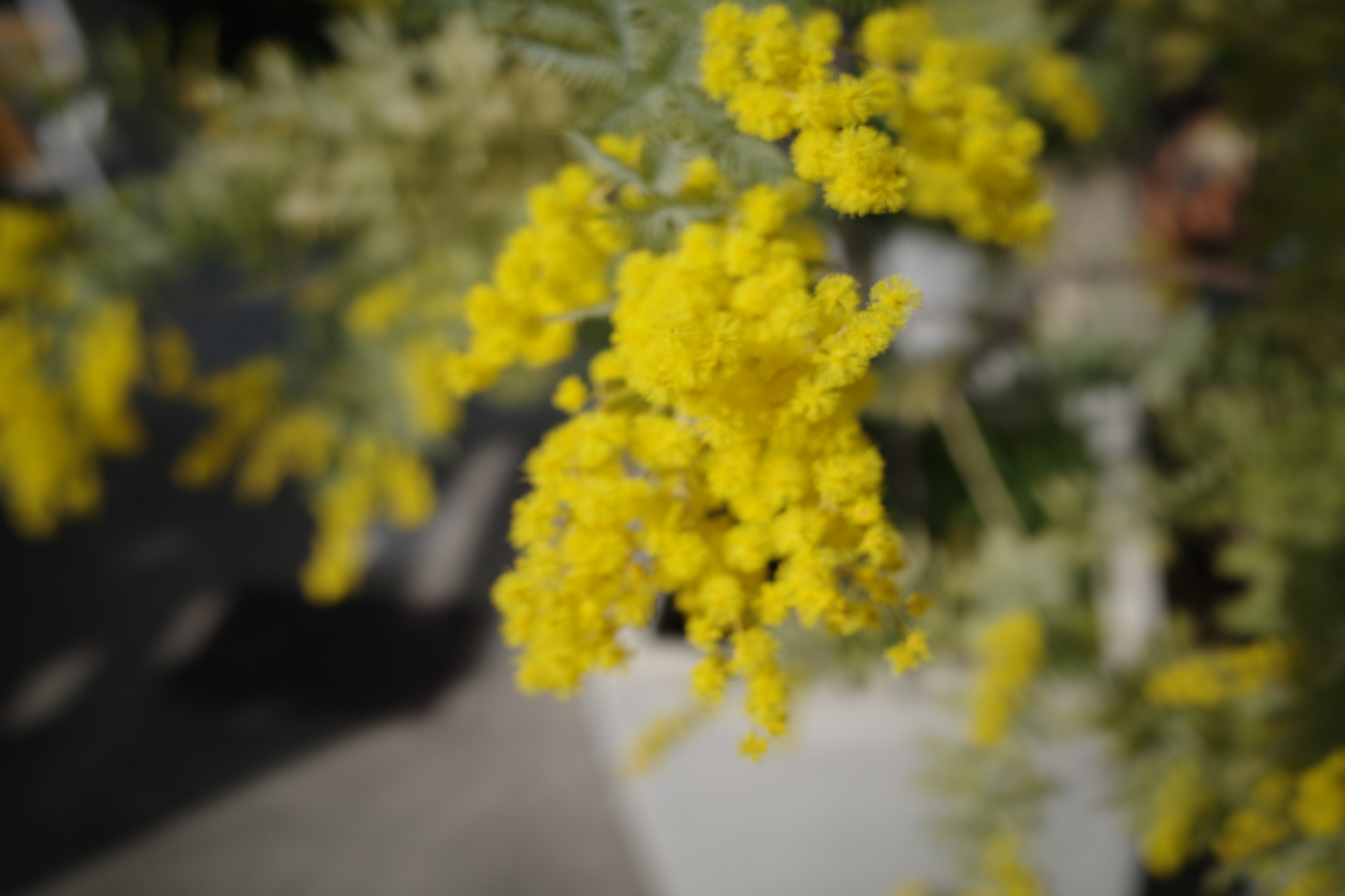 画像の説明 画像の説明