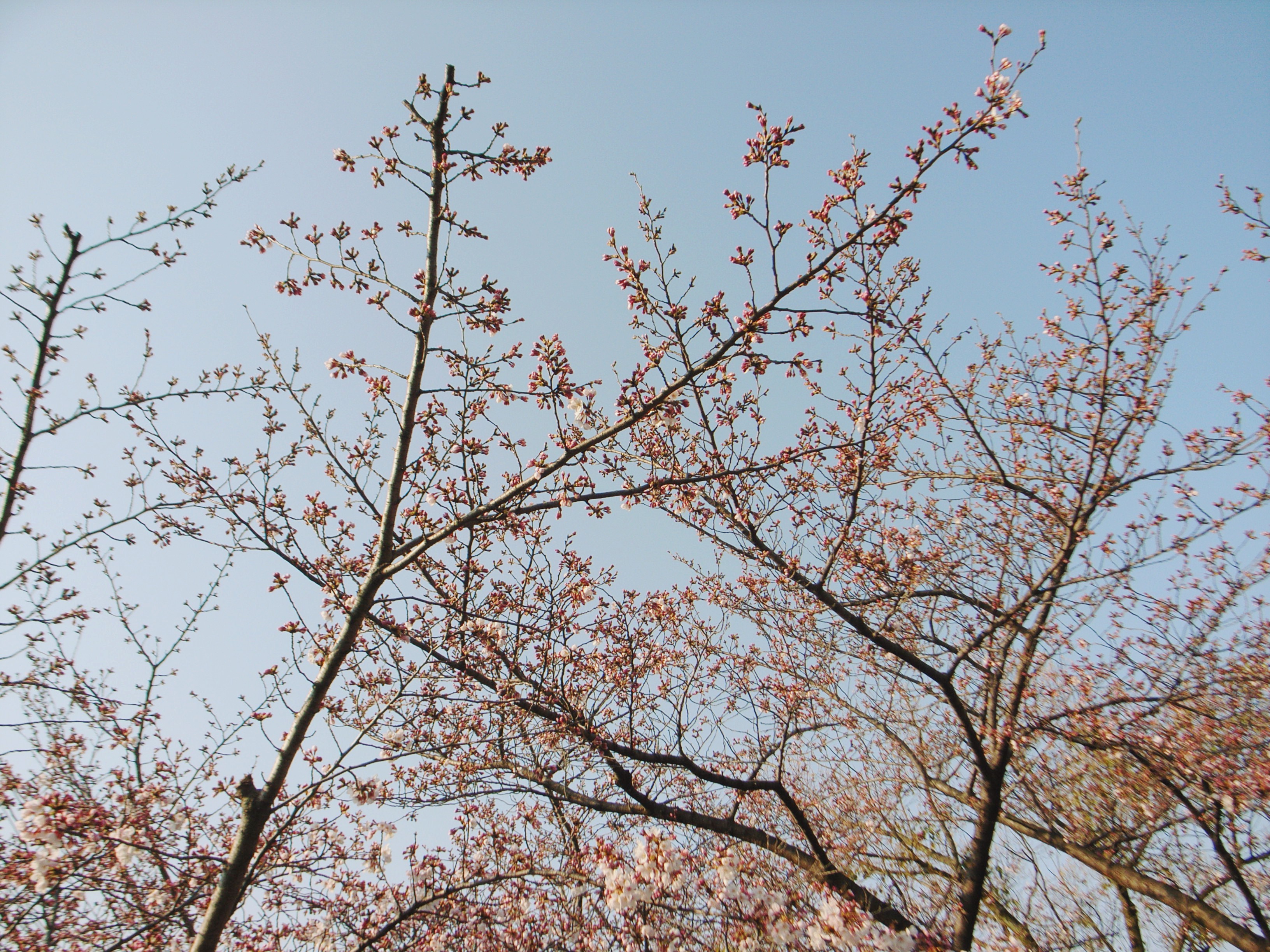 R0018482_Fotor桜