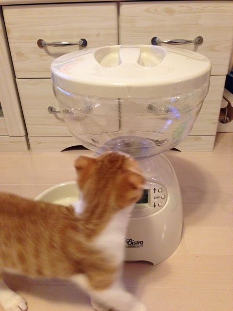 気になる留守番